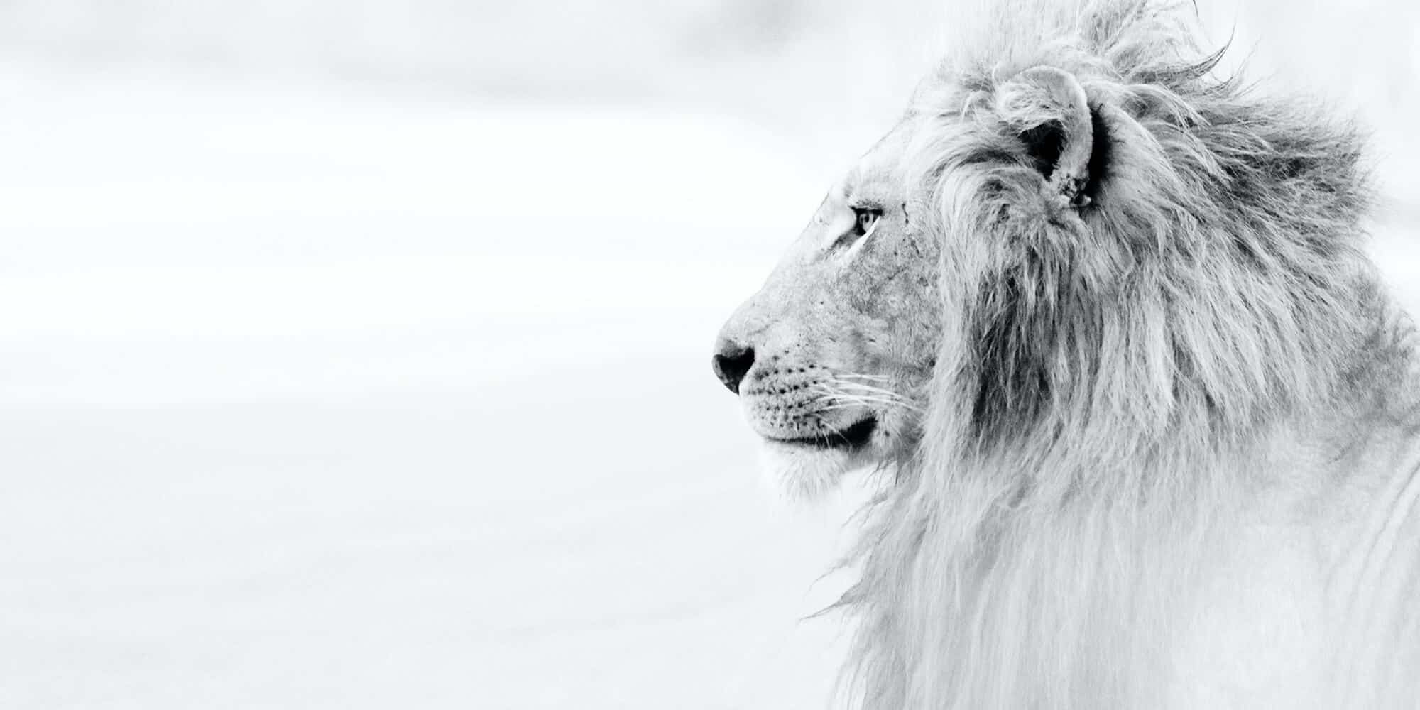 background-goldstein-lion
